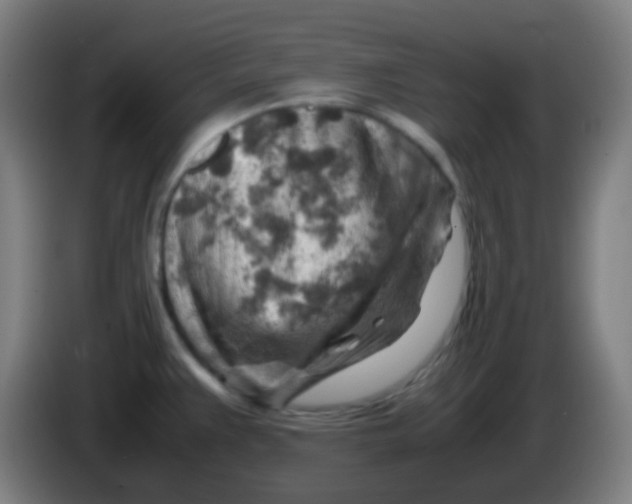X0000085291383200703301928