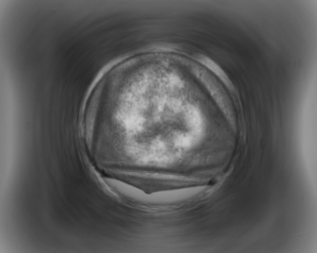 X0000085291436200703301928