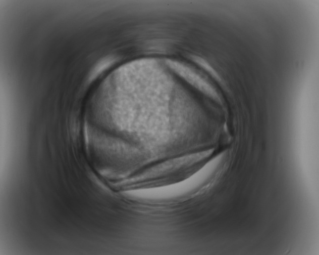 X0000085291450200703301927