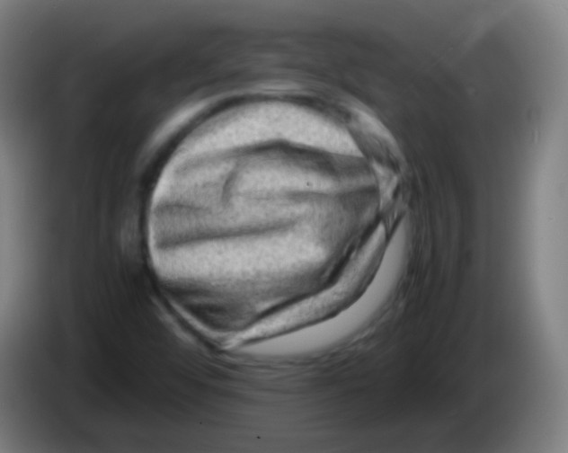 X0000085291456200703301927