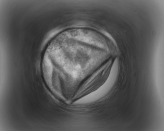 X0000085291464200703301927
