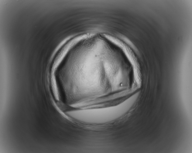 X0000085291476200703301927