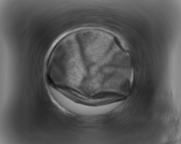 X0000085291527200703301927