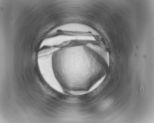 X0000085290066200704092243