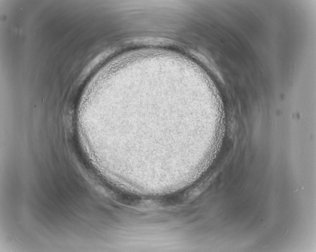 X0000085290111200704092242