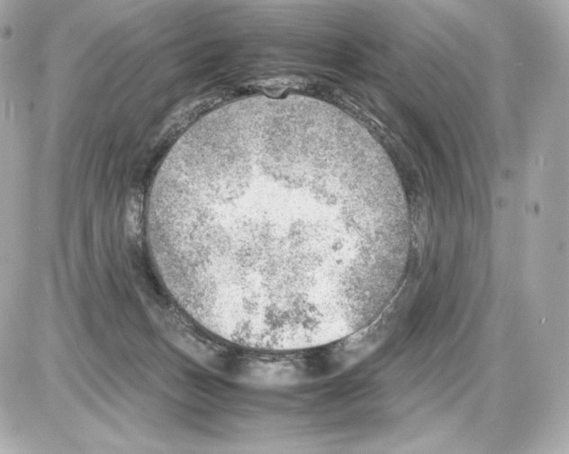 X0000085290175200704092241