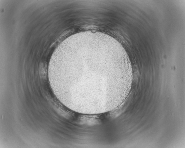 X0000085290179200704092241