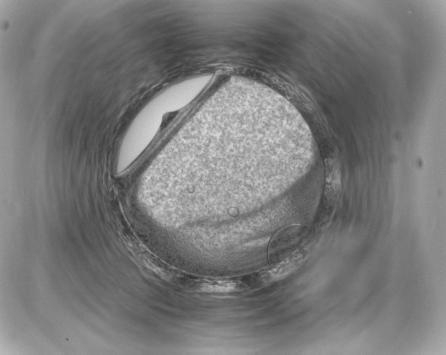 X0000085290369200704092238
