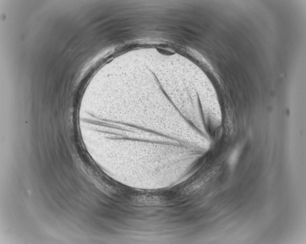 X0000085290535200704092234