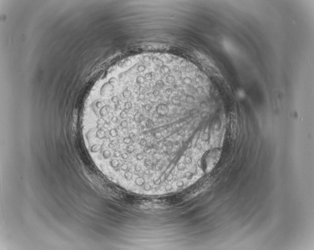 X0000085290550200704092235