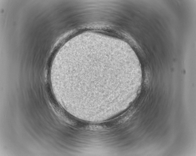 X0000085290636200704092233