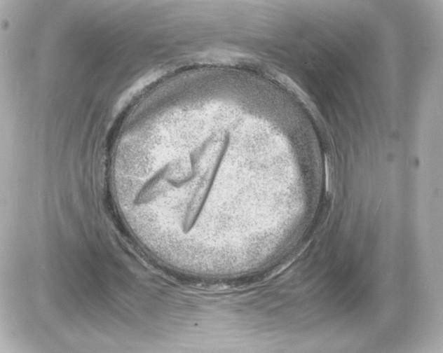 X0000085290675200704092233