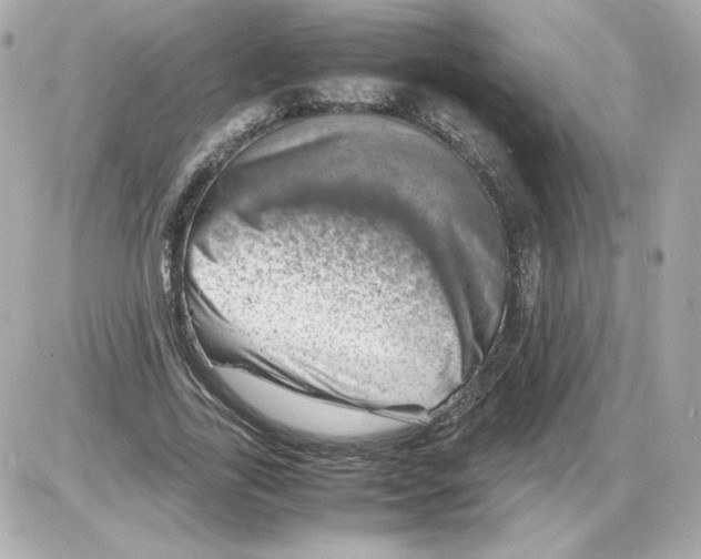 X0000085290731200704092231