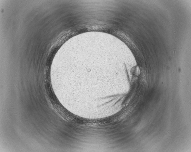 X0000085290738200704092231