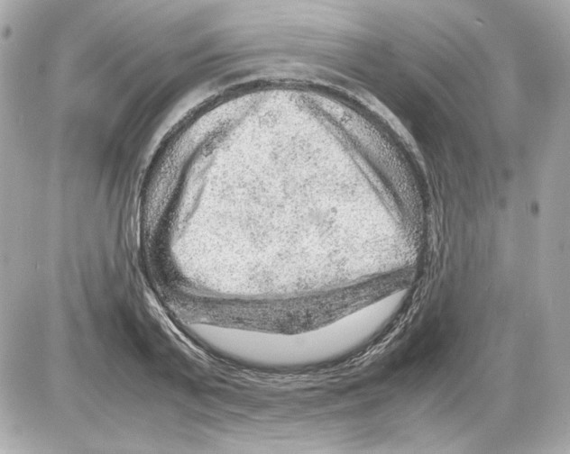 X0000085290791200704092231