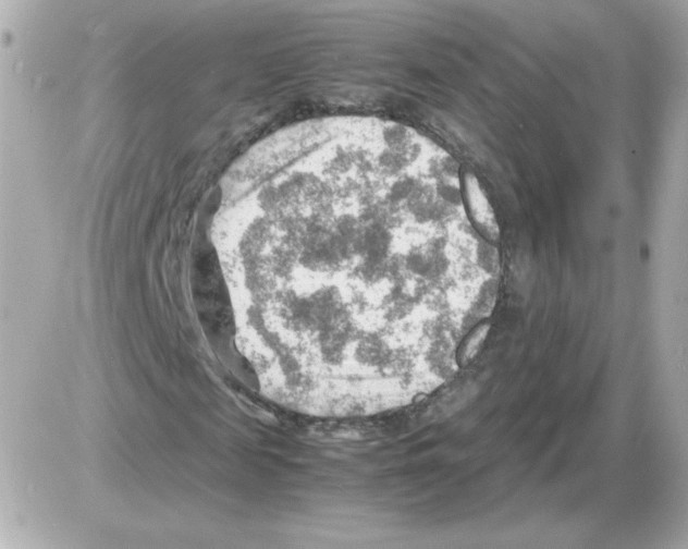 X0000085290817200704092229