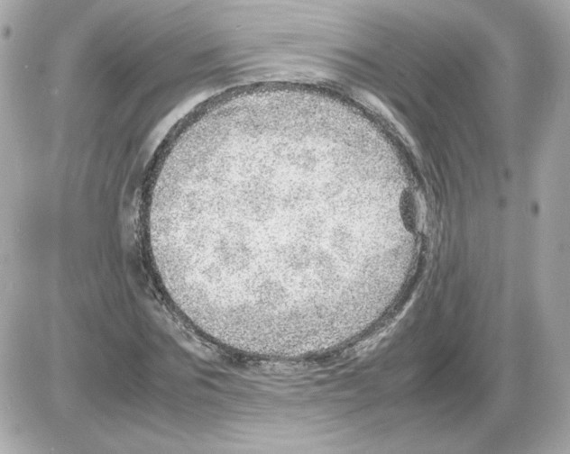 X0000085290875200704092229