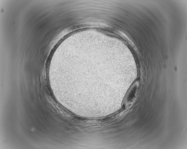 X0000085290883200704092229