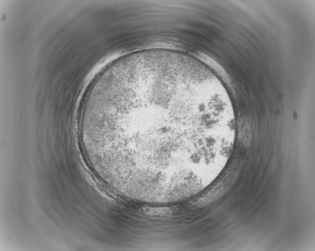 X0000085291043200704092227