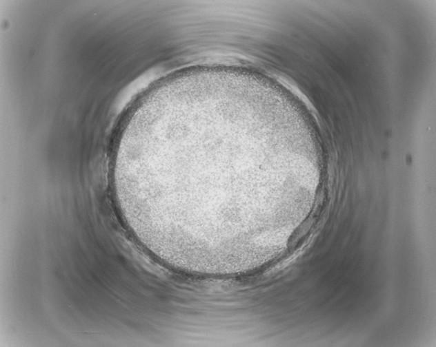 X0000085291067200704092226