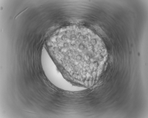 X0000085291106200704092225