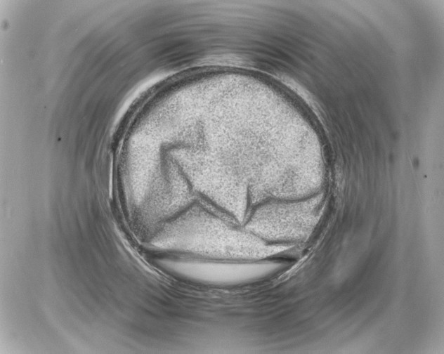 X0000085291123200704092225