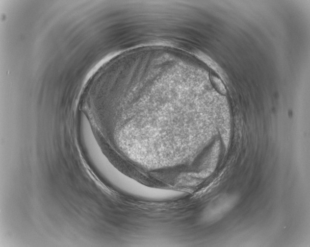 X0000085291127200704092225