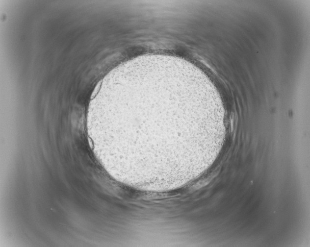 X0000085291251200704092223