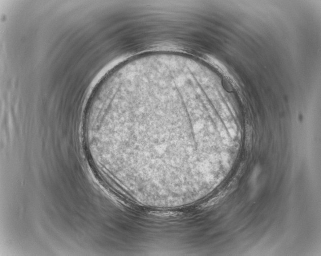 X0000085291331200704092222