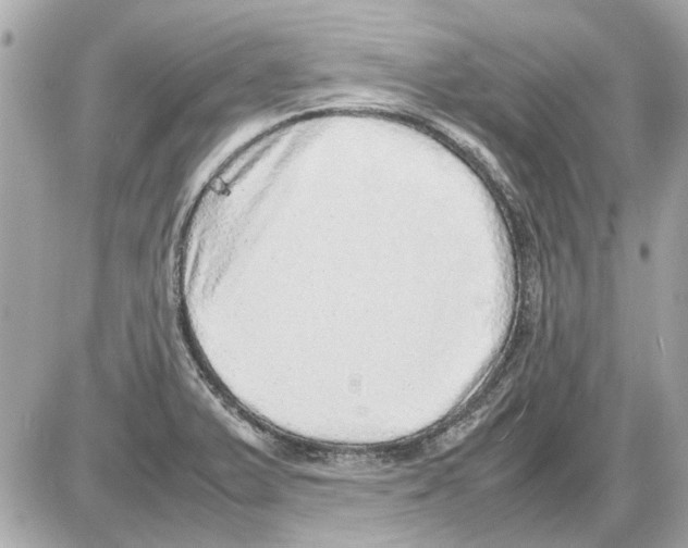 X0000085291375200704092221