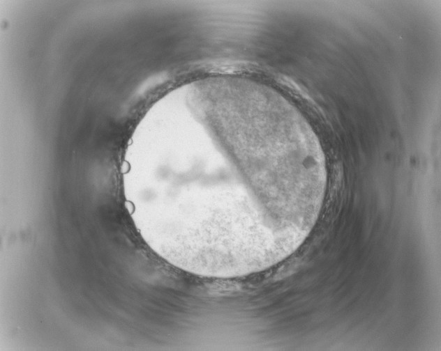X0000085291446200704092220