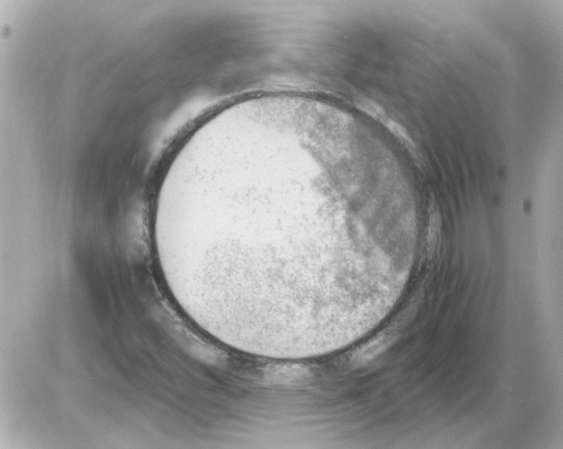X0000085291454200704092220