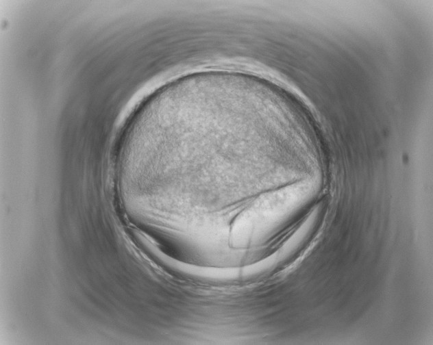 X0000085291506200704092219