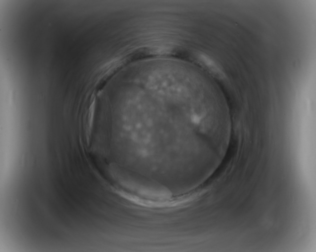 X0000085300026200703091443