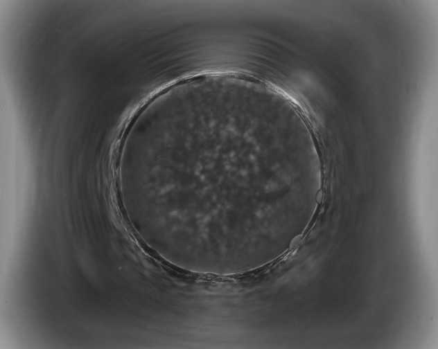 X0000085300337200703091437