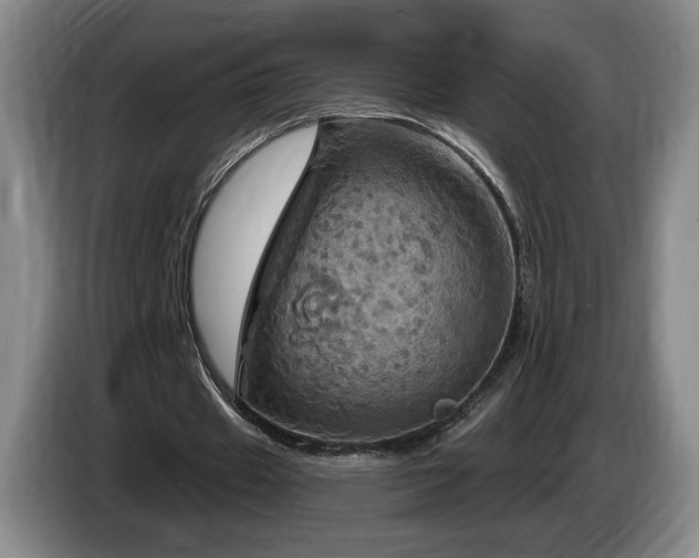 X0000085300433200703091435