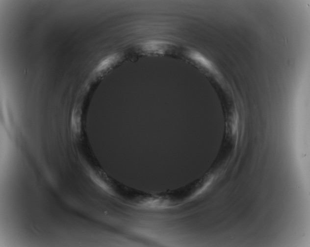 X0000085300504200703091435