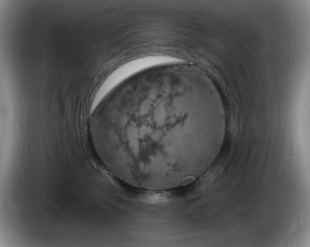 X0000085300569200703091435