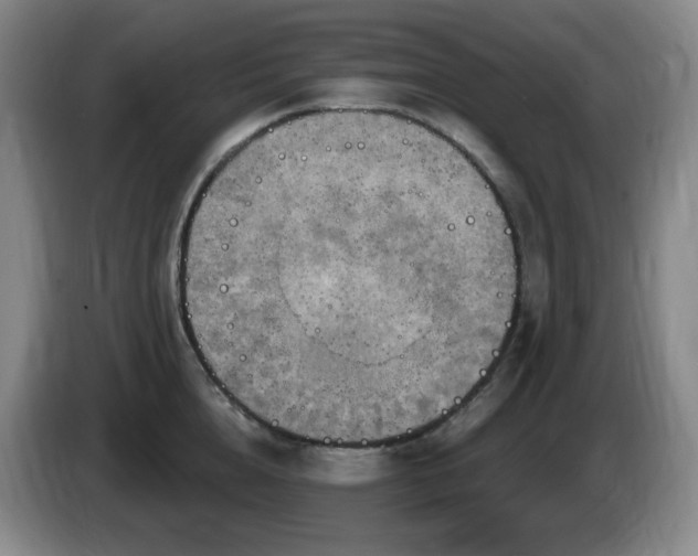 X0000085300856200703091430