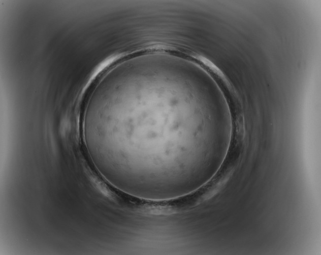 X0000085300886200703091429