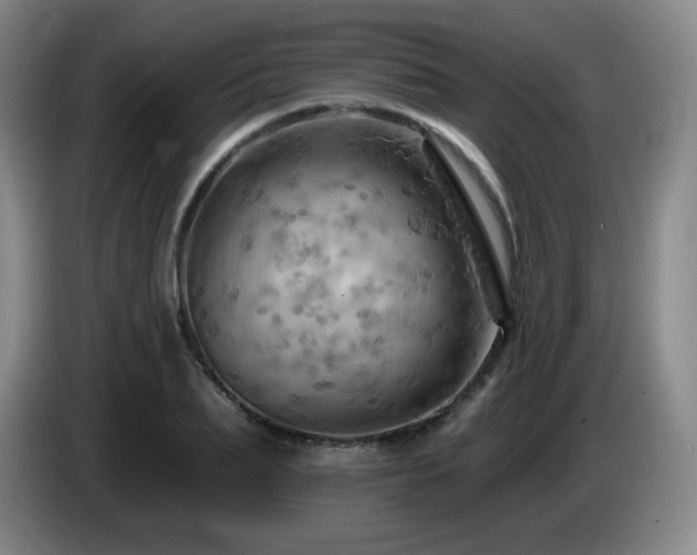 X0000085300887200703091429