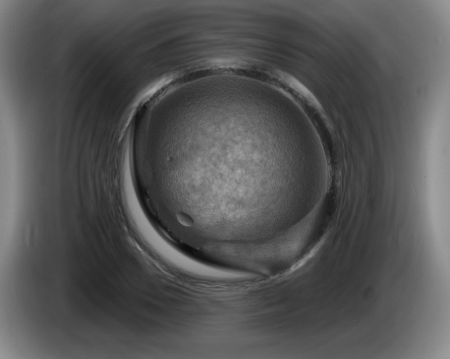 X0000085300930200703091429