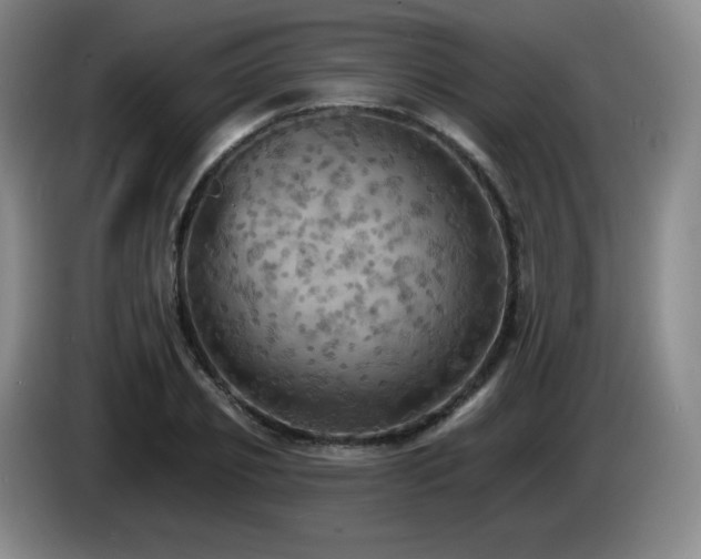 X0000085300933200703091429