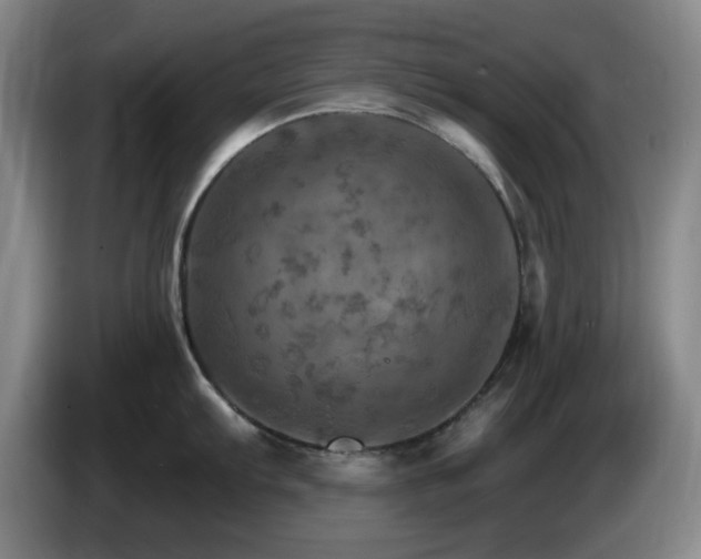 X0000085301103200703091426