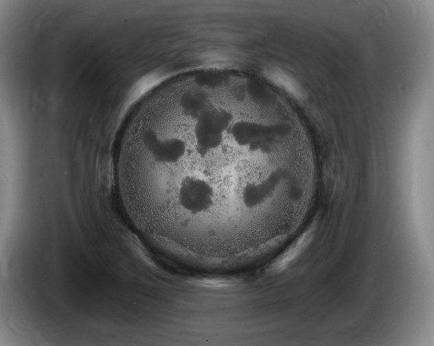 X0000085301267200703091424