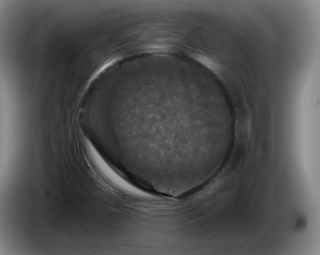 X0000085301450200703091421