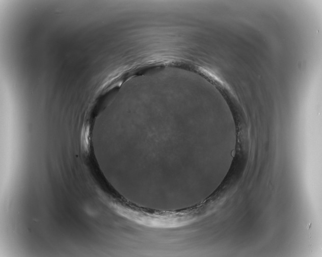 X0000085300024200703161442