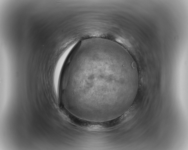 X0000085300066200703161441