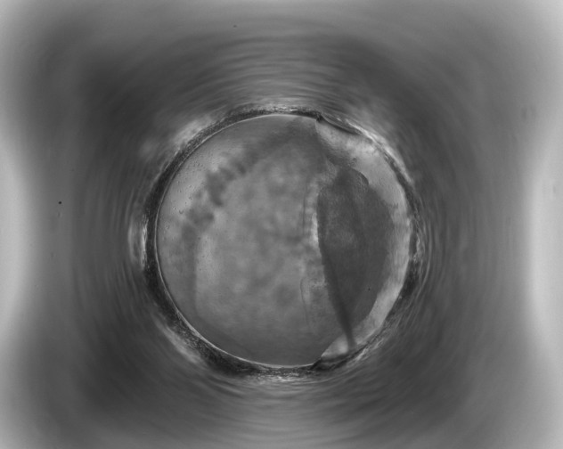 X0000085300110200703161441