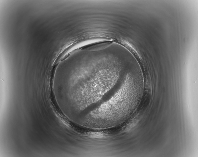 X0000085300394200703161437